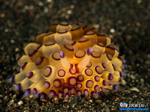 B E A U T Y
Nudibranch ( Janolus savinkini )
Lembeh Str... by Irwin Ang 